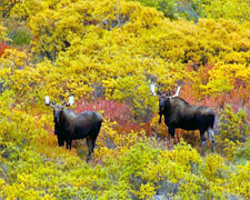 Canada-Yukon-Yukon Rambler on Horseback